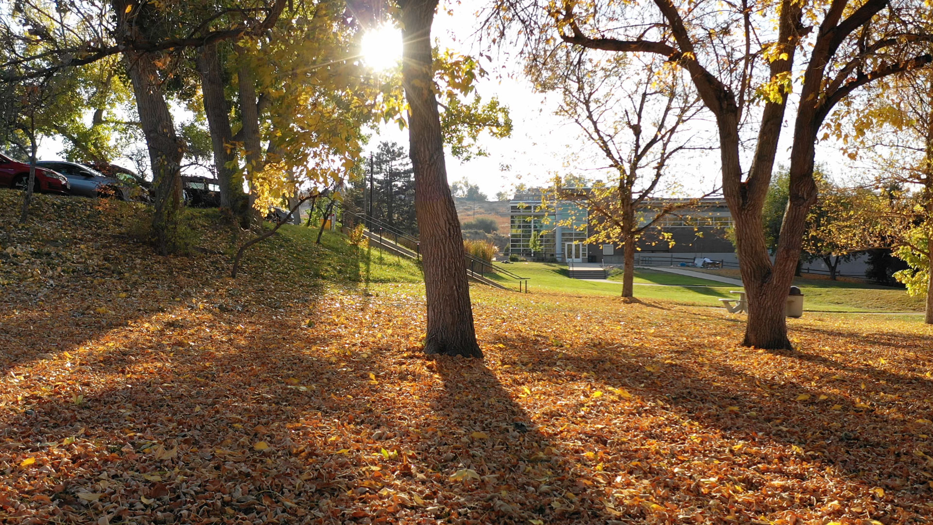 Fall trees