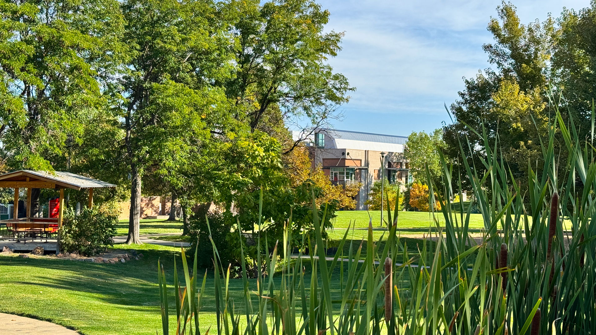 Lakewood Campus West side trees