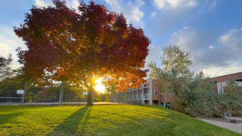 Lakewood Campus Fall Tree